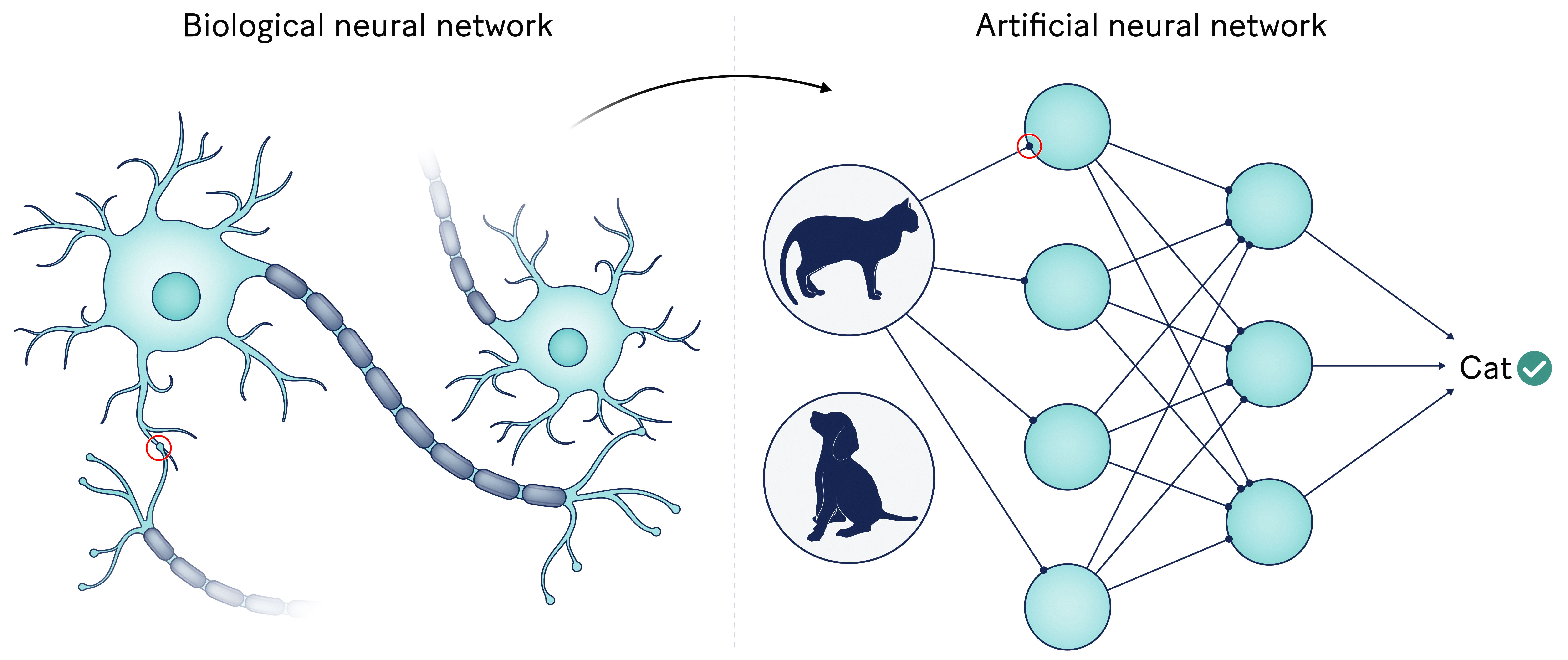 Schematic of NNs